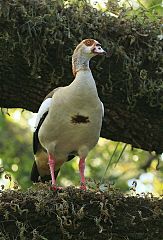 Egyptian Goose